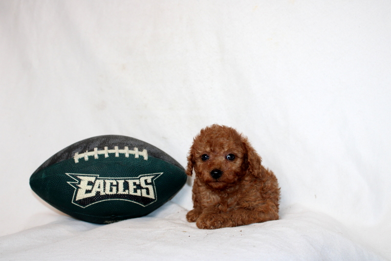 puppy, for, sale, Mini Poodle, Matthew B. Stoltzfus, dog, breeder, Gap, PA, dog-breeder, puppy-for-sale, forsale, nearby, find, puppyfind, locator, puppylocator, aca